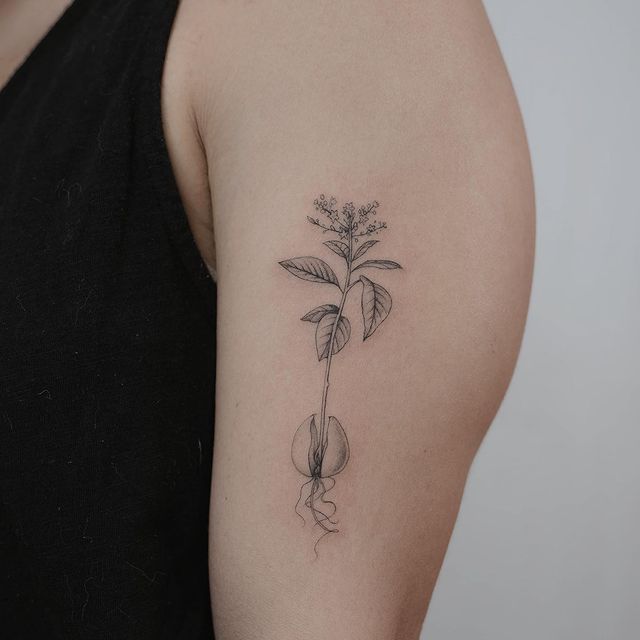 sprout Avocado tattoo with leaves